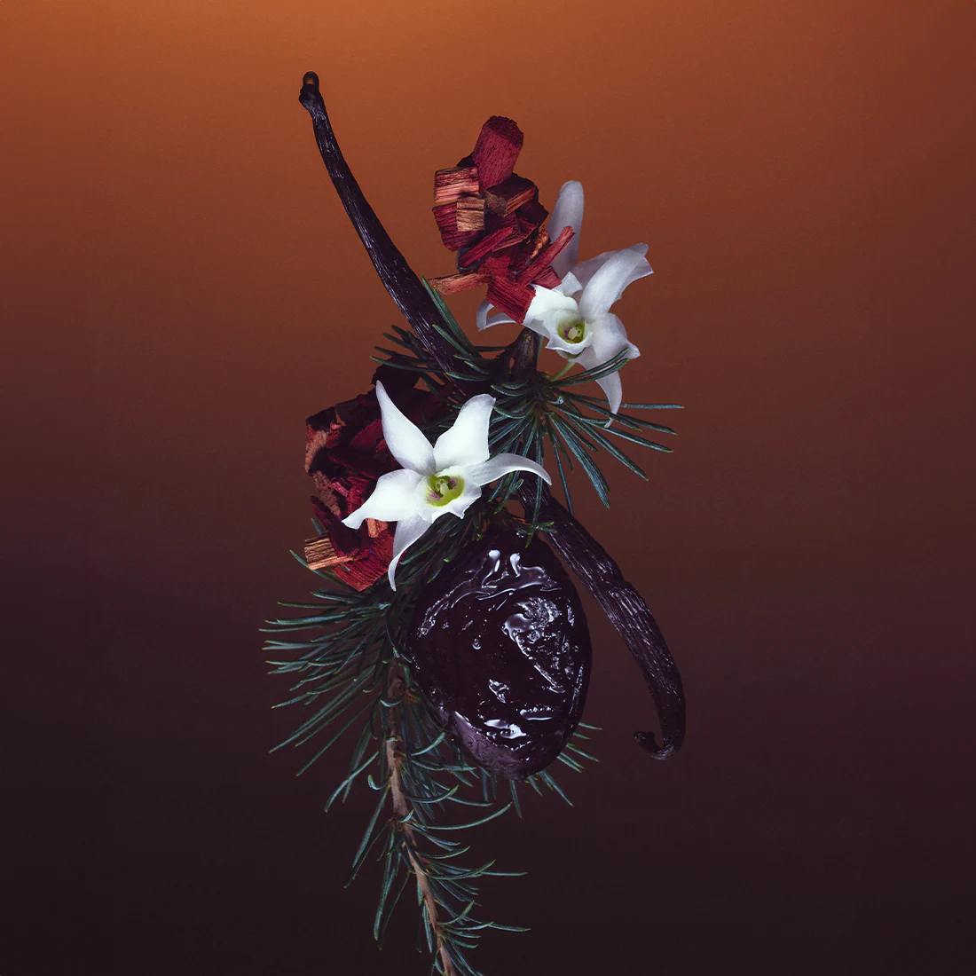 un parfum gourmand riche en vanille, caramel et santal, disponible chez KAMS PARIS