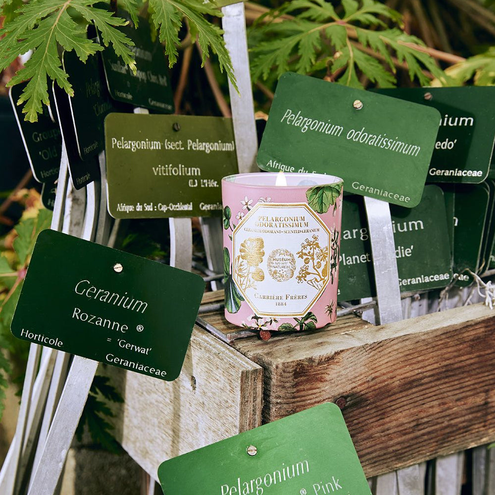 Bougie géranium