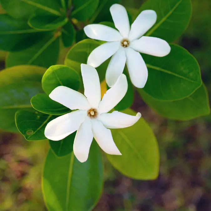 fleur de tiaré, une matière première de la parfumerie 