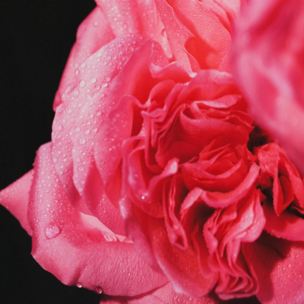Rose Tonnerre